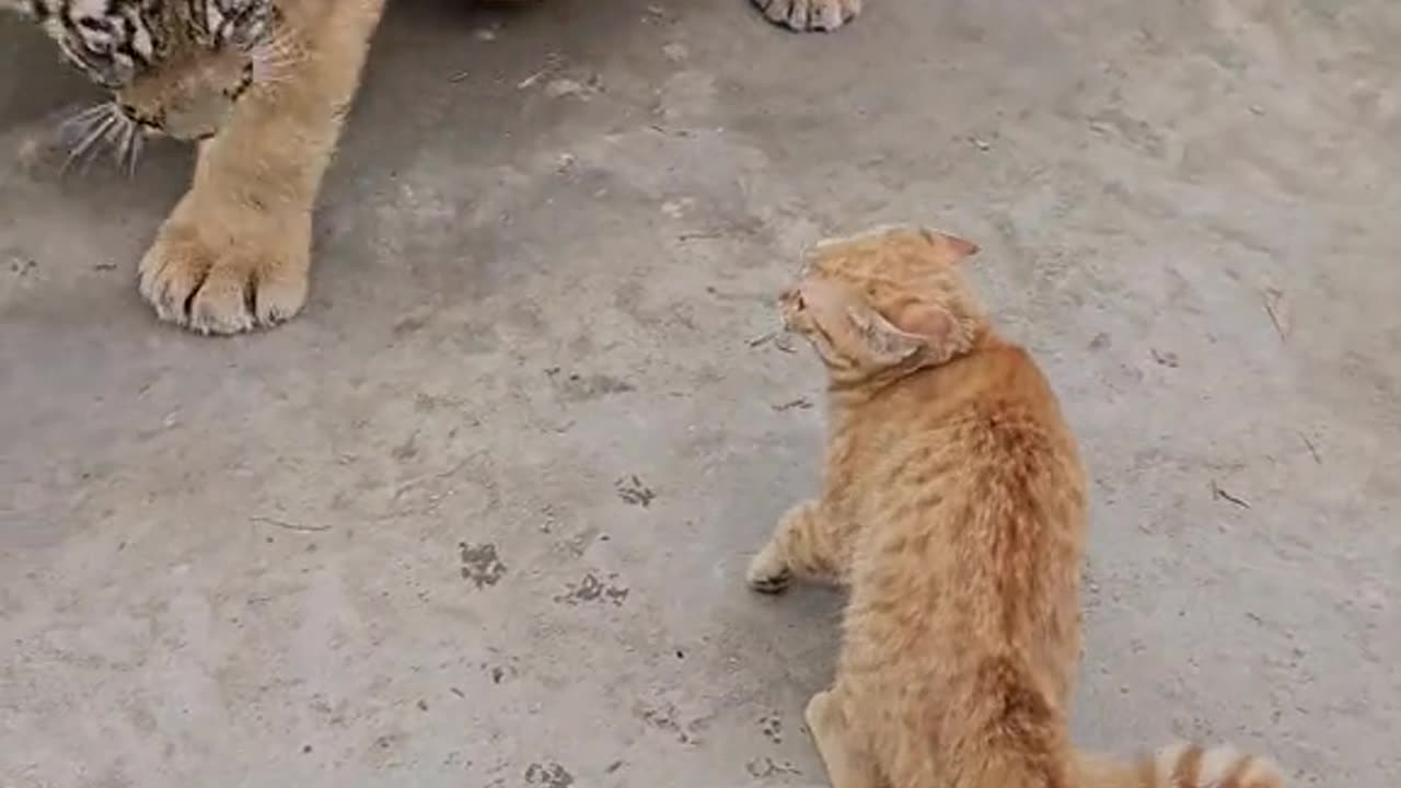 Funny cats