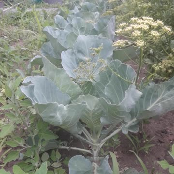 Cabbage row