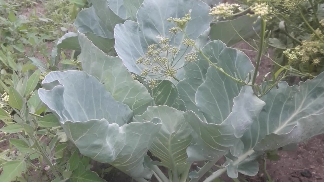 Cabbage row