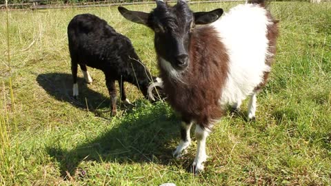 Curious goat and sheep on the lawn