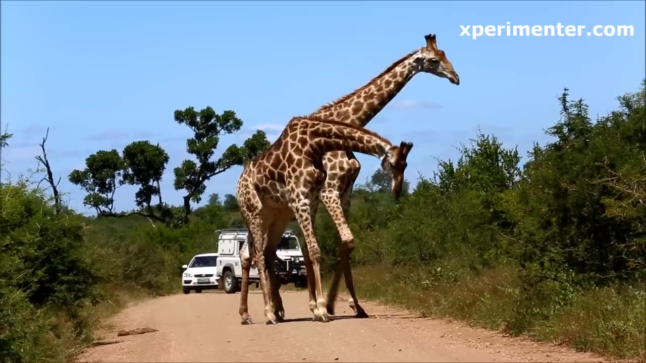 carziest dance of giraffe