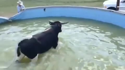 A BULL IN A POOL , WHAT CAN HAPPEN ?