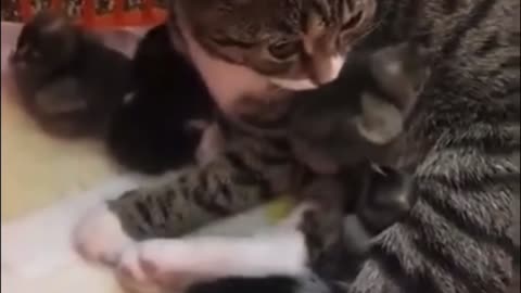 Cat Being Very Gentle To Baby Birds