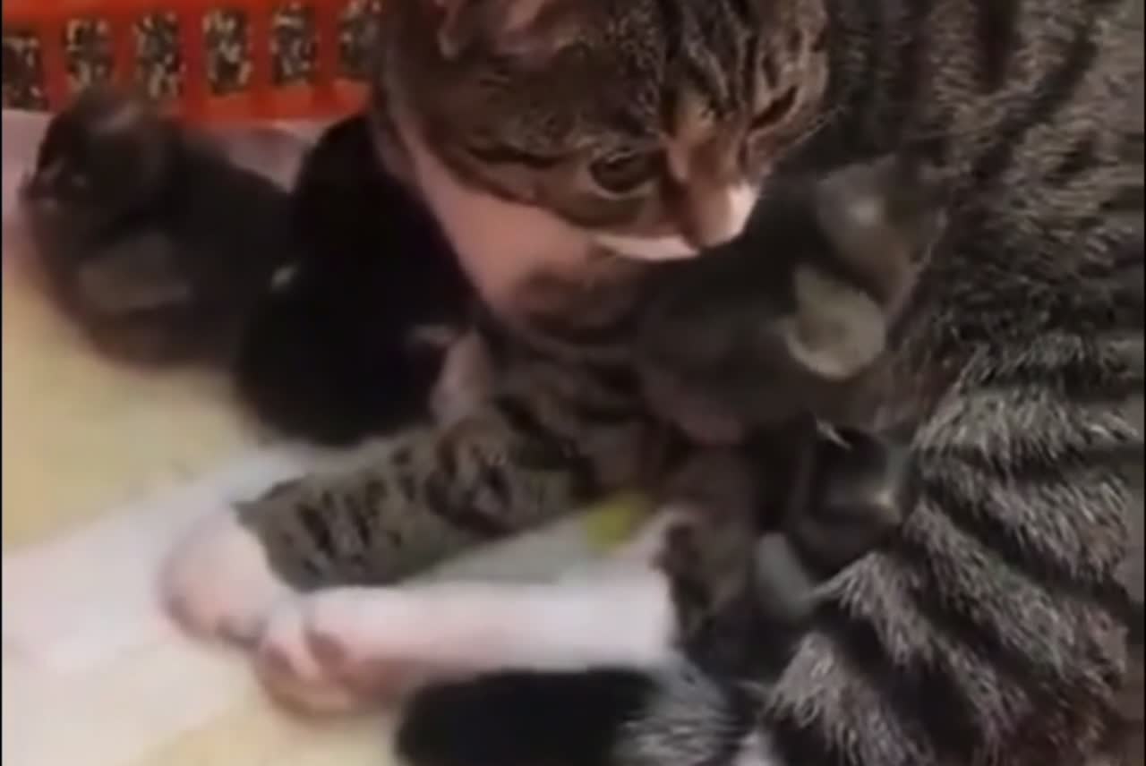 Cat Being Very Gentle To Baby Birds