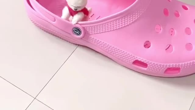 This must be the youngest dog you have ever seen.