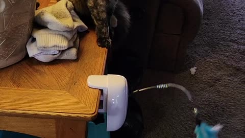 New toy for Christmas