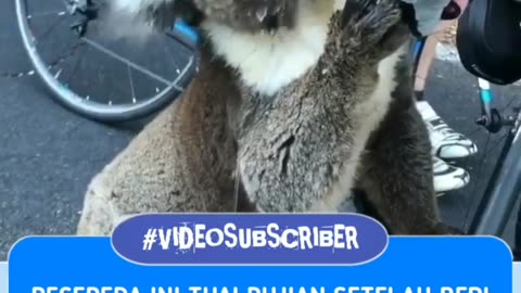 Trending Koala Cute