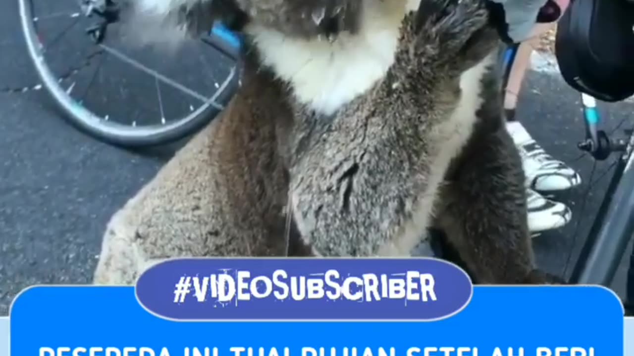 Trending Koala Cute