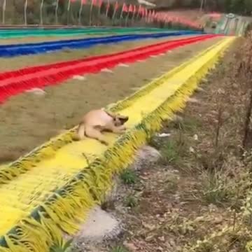 Dogs and cats funniest ones 2021