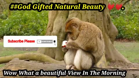 Monkey Puppy Baby || Cute puppies love to play with baby Monkey Sky Make love 💓,