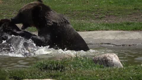 Bath-Time Interrupted - 4K Version