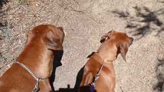 Beautiful Brace of Rhodesian Ridgebacks Bushwalking