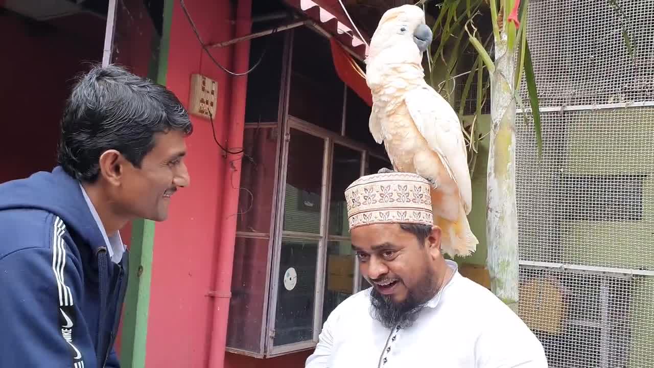 Moluccan Cockatoo Getting Warm Welcome In The Parrot Farm - Enjoying With The Colourful Birds