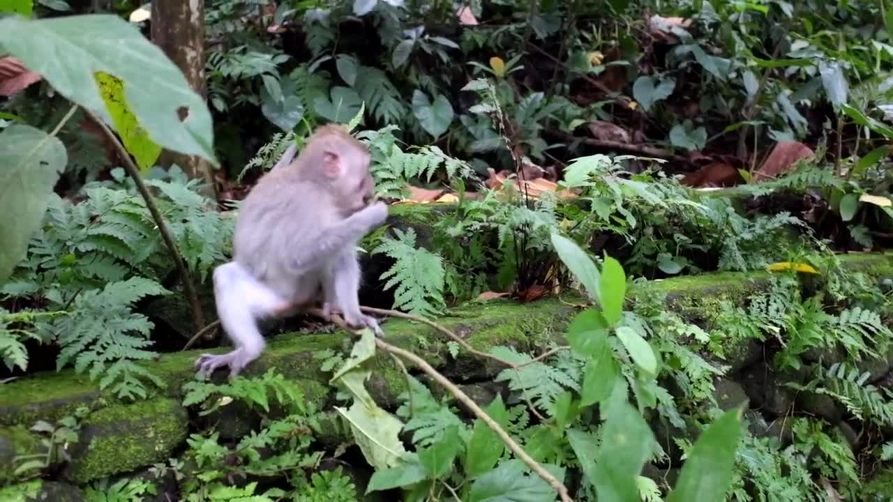 Amazing Baby Monkey Eating Flowers