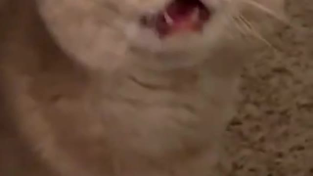 Cute Cat Purring Sound