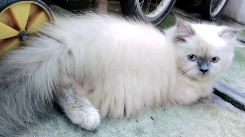 Kucingku Lucu | Baby Cat| Kucing Persia Medium