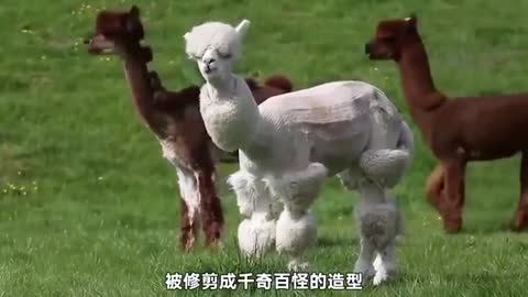 beautiful alpaca