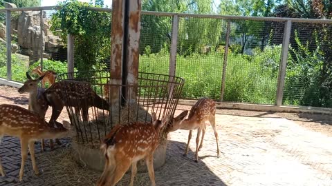 The herd of deer are getting together to eat