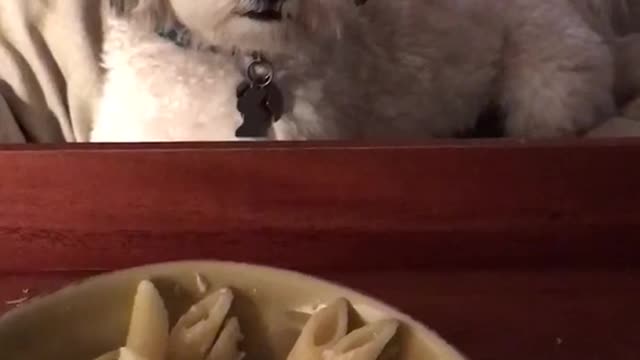 White dog looking at bowl of pasta