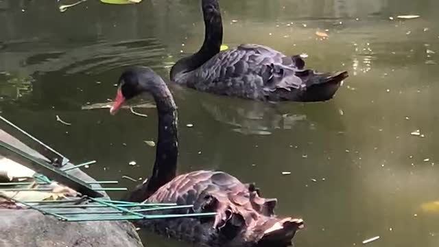 Black swan