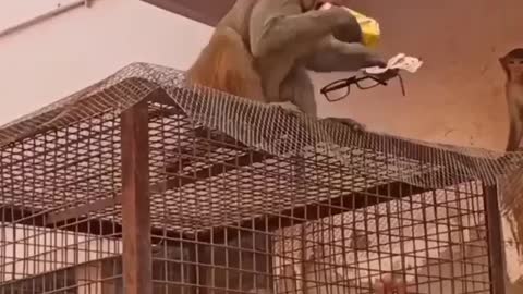 Funny Monkeys