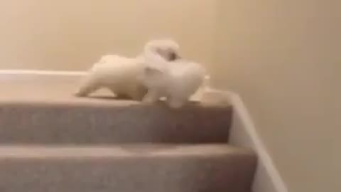 Little White Dog Pushes Other White Dog Off the Stairs Funny