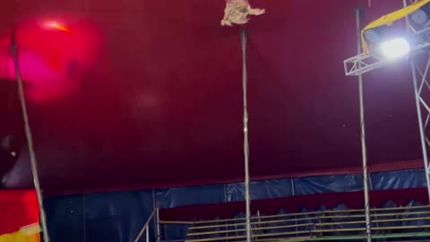 6-Year-Old Acrobat Performs at Circus