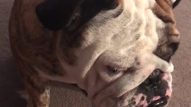 Bulldog con sueño se niega a ir a la cama