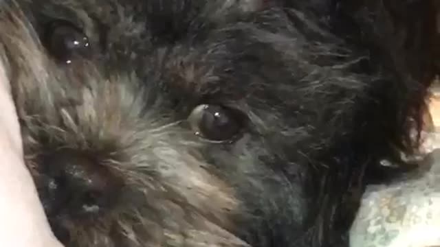 Little black cub breaks into home and sleeps in bed