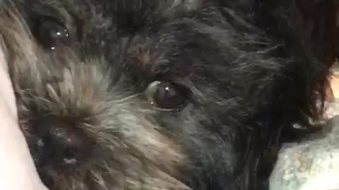 Little black cub breaks into home and sleeps in bed