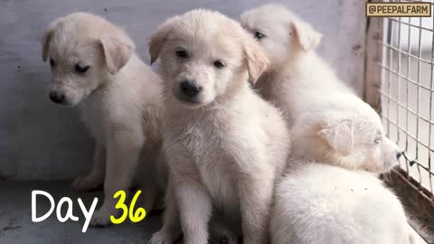 CUTEST puppies short video