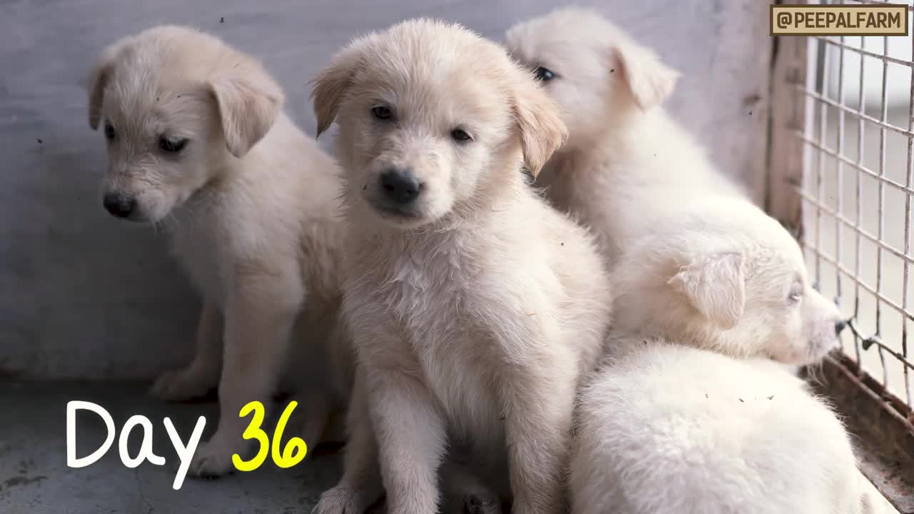 CUTEST puppies short video