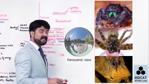 LEC#12 PHYLUM ARTHROPODA (PART-B)