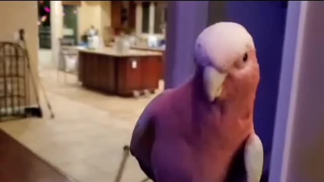 videoLovely and Funny Animals Cute Parrot and Funny Parrot video Clip 2021
