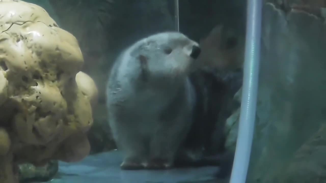 When the little sea otter first came to land, it was really cute