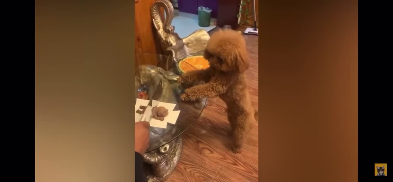 Funny🤣 Dogs reaction cutting cakes