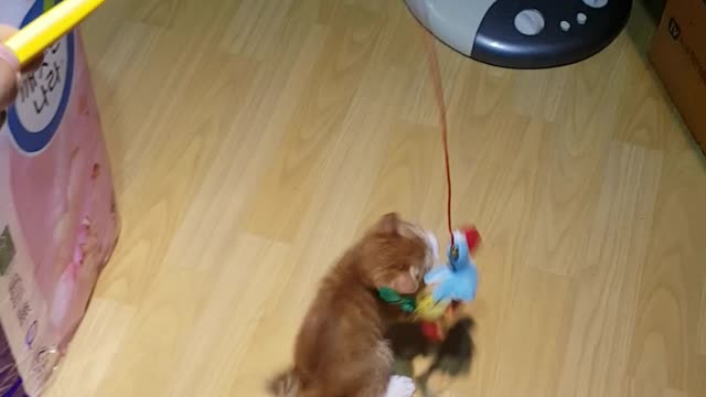 The first cat to see a funny toy