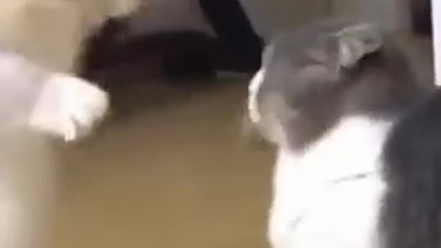 cute cats funny fighting #shorts