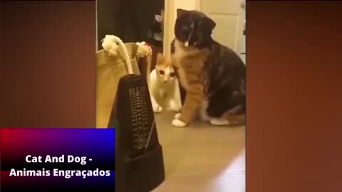 Compilação De Vídeos De Gatos Engraçados 2021 [Funny Cats 2021]