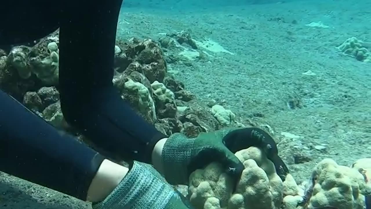 A Diver Hunting Octopus in Hawaii !