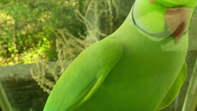 The Green Parrot Perched On A Glass Window Ledge