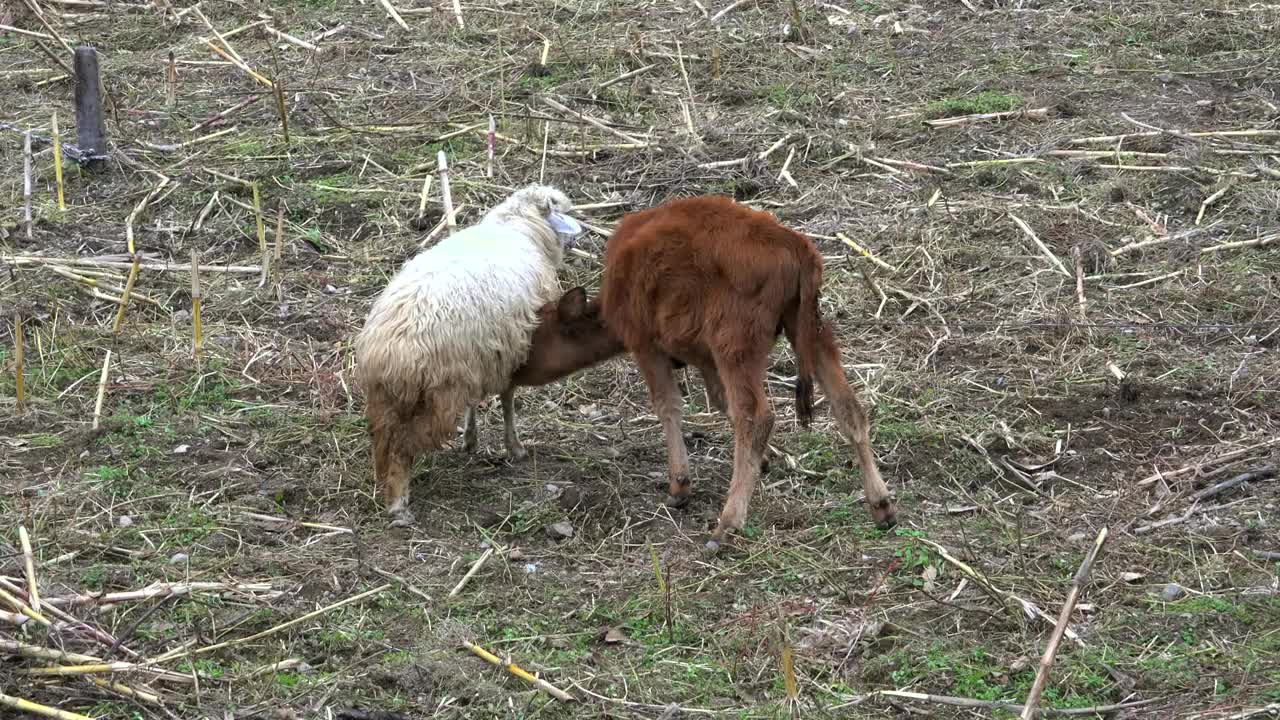 Battle of a sheep with a cow