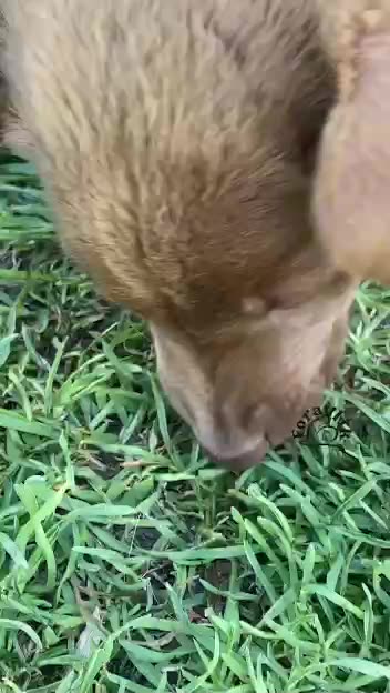 Pest control specialist