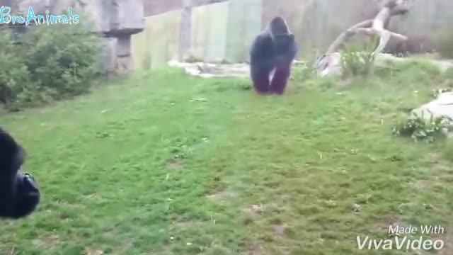 Gorilla attack