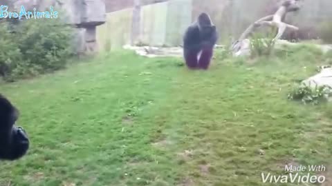 Gorilla attack