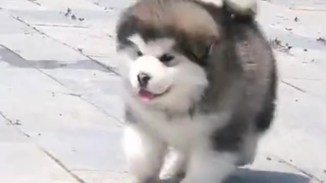 Funniest and cutest puppies