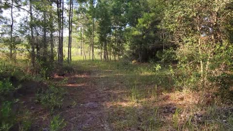 Big Bass Campground Ocala National Forest Hike