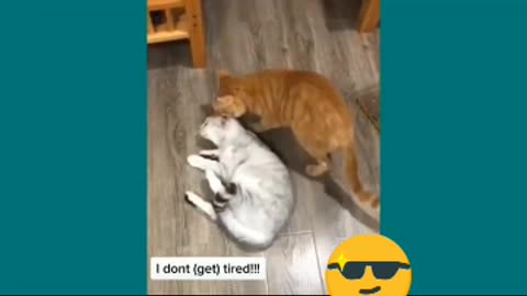 Funny cats