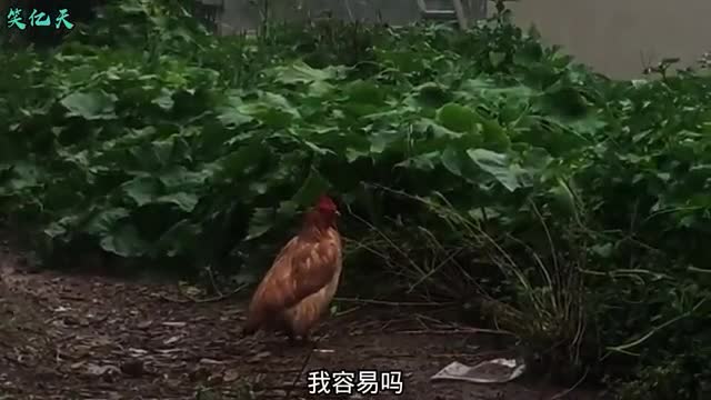 angry chicken