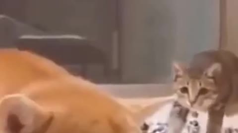 Watch the adorable, cute and lovable pets